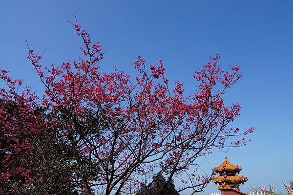 淡水景點推薦-2014年天元宮賞櫻花(0203開花狀況)