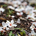 2014台北景點推薦-花園新城後山油桐花秘境＂直潭山登山步道＂嬰兒車也很方便喔