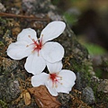 2014台北景點推薦-花園新城後山油桐花秘境＂直潭山登山步道＂嬰兒車也很方便喔