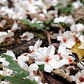 2014台北景點推薦-花園新城後山油桐花秘境＂直潭山登山步道＂嬰兒車也很方便喔