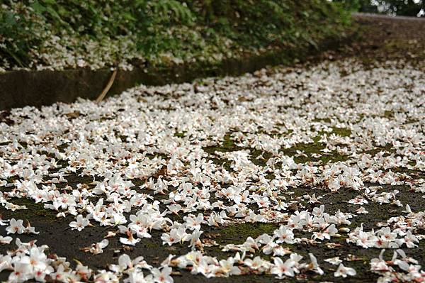 2014台北景點推薦-花園新城後山油桐花秘境＂直潭山登山步道＂嬰兒車也很方便喔