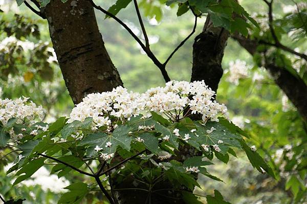 2014台北景點推薦-花園新城後山油桐花秘境＂直潭山登山步道＂嬰兒車也很方便喔