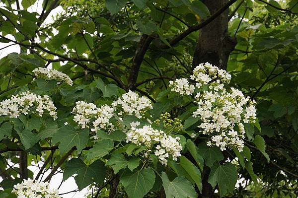 2014台北景點推薦-花園新城後山油桐花秘境＂直潭山登山步道＂嬰兒車也很方便喔