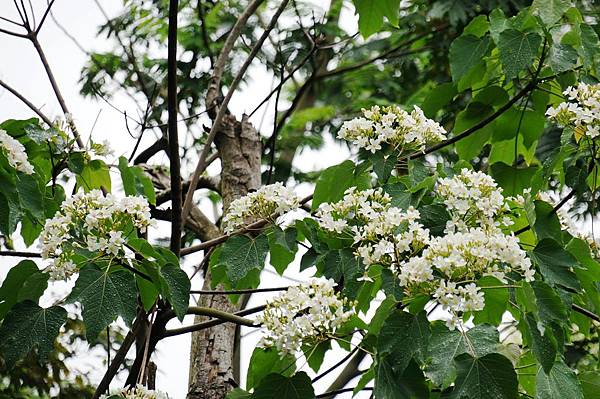 2014台北景點推薦-花園新城後山油桐花秘境＂直潭山登山步道＂嬰兒車也很方便喔