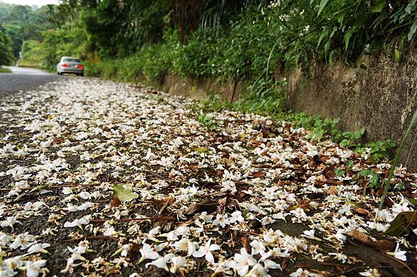 2014台北景點推薦-花園新城後山油桐花秘境＂直潭山登山步道＂嬰兒車也很方便喔