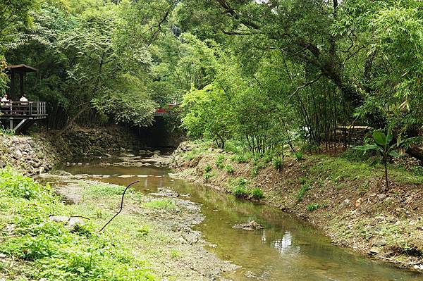 新北市景點推薦-2014油桐花路線＂桐花公園．承天寺．＂4/26現場花況