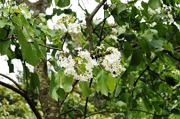 新北市景點推薦-2014油桐花路線＂桐花公園．承天寺．＂4/26現場花況