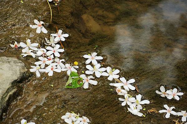 新北市景點推薦-2014油桐花路線＂桐花公園．承天寺．＂4/26現場花況