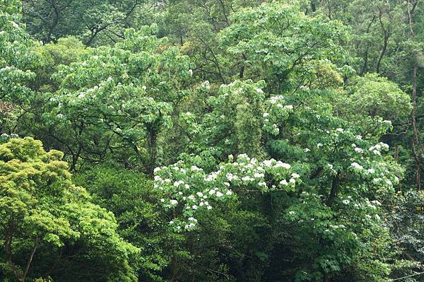 新北市景點推薦-2014油桐花路線＂桐花公園．承天寺．＂4/26現場花況