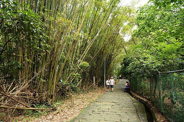 新北市景點推薦-2014油桐花路線＂桐花公園．承天寺．＂4/26現場花況