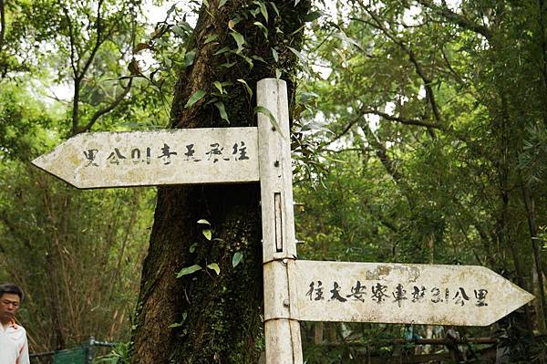 新北市景點推薦-2014油桐花路線＂桐花公園．承天寺．＂4/26現場花況