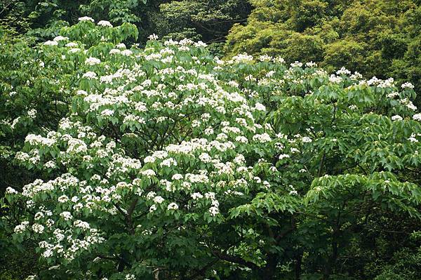 新北市景點推薦-2014油桐花路線＂桐花公園．承天寺．＂4/26現場花況