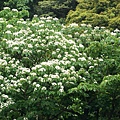 新北市景點推薦-2014油桐花路線＂桐花公園．承天寺．＂4/26現場花況