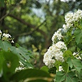 新北市景點推薦-2014油桐花路線＂桐花公園．承天寺．＂4/26現場花況