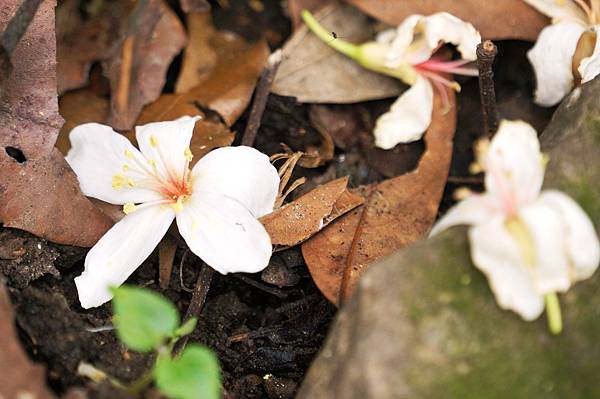 新北市景點推薦-2014油桐花路線＂桐花公園．承天寺．＂4/26現場花況