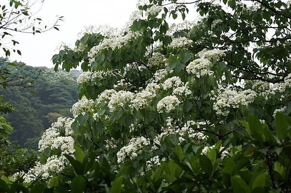 新北市景點推薦-2014油桐花路線＂桐花公園．承天寺．＂4/26現場花況