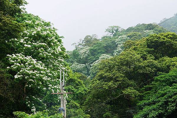 新北市景點推薦-2014油桐花路線＂桐花公園．承天寺．＂4/26現場花況