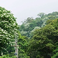 新北市景點推薦-2014油桐花路線＂桐花公園．承天寺．＂4/26現場花況