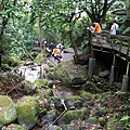 新北市景點推薦-2014油桐花路線＂桐花公園．承天寺．＂4/26現場花況