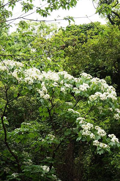 新北市景點推薦-2014油桐花路線＂桐花公園．承天寺．＂4/26現場花況