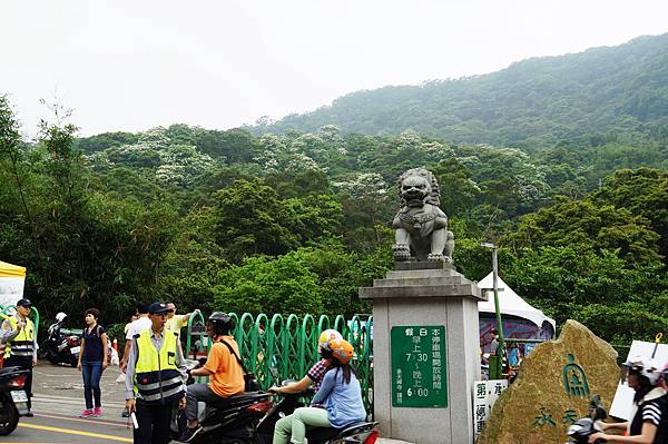 新北市景點推薦-2014油桐花路線＂桐花公園．承天寺．＂4/26現場花況