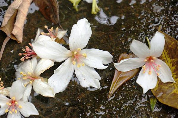 新北市景點推薦-2014油桐花路線"桐花公園.承天寺."4/26現場花況