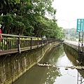 新北市景點推薦-2014油桐花路線＂桐花公園．承天寺．＂4/26現場花況