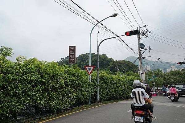 新北市景點推薦-2014油桐花路線＂桐花公園．承天寺．＂4/26現場花況