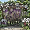 大坑農場