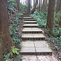 杉木林步道