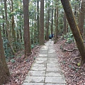 杉木林步道