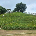 虎山巖金針花