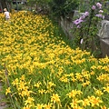 虎山巖金針花