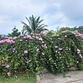 虎山巖金針花
