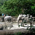 木柵zoo大象