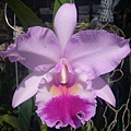 Blc.Chief Journey 'New Diana' 20121110_02.jpg