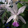  C.Walkerinter var coerulea 20120219.jpg