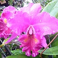 Blc. Memoria Crispin Rosales '鹿港' 20120902_05.jpg