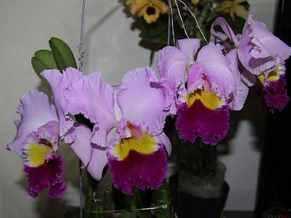 Blc. Pamela Finney '大牛' 20120330_05.jpg