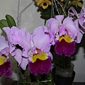 Blc. Pamela Finney '大牛' 20120330_05.jpg