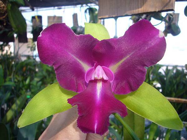 Blc.Chyong Guu Benz 20121020_02.jpg