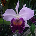 Blc.Dinard 'Blue Heaven' 20121020_06.jpg