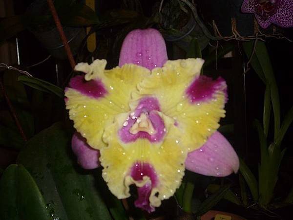 Blc.Fortune Star 'Miracle'  20120417_02.jpg