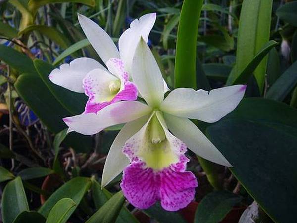 Blc.Hawaii Stars   20111107.jpg