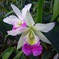 Blc.Hawaii Stars   20111107.jpg