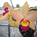 Blc.Hwa Yuan Beauty '瑞玉' x Pot.Free Spirit 'Lea' 20110326.jpg