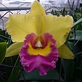 Blc.Young Kong '太陽16' 20120311.jpg