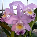 C.Valantine 'Coerulea' 藍色情詩 20110804_12.jpg