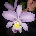 C.Valantine 'Coerulea''藍色情詩' 20120730_02.jpg