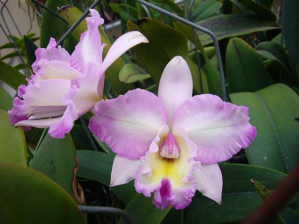 Lc. Bob Pusavat '紅粉佳人' 20110430_04.jpg